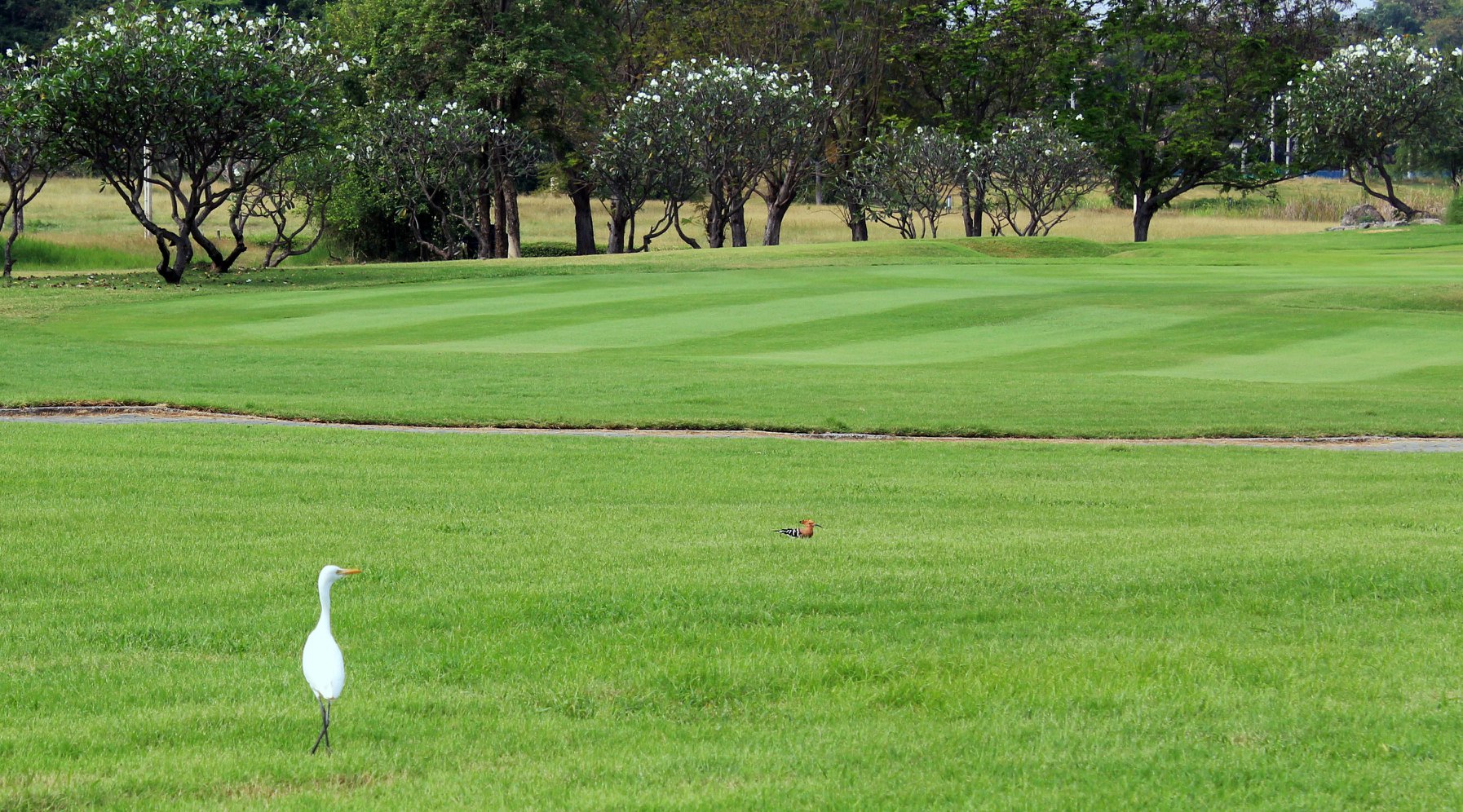 Palm Hills (9)